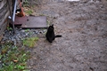 20180605_zu_rosenich_006.jpg