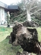20170810_te_sturmschaden_24.jpg